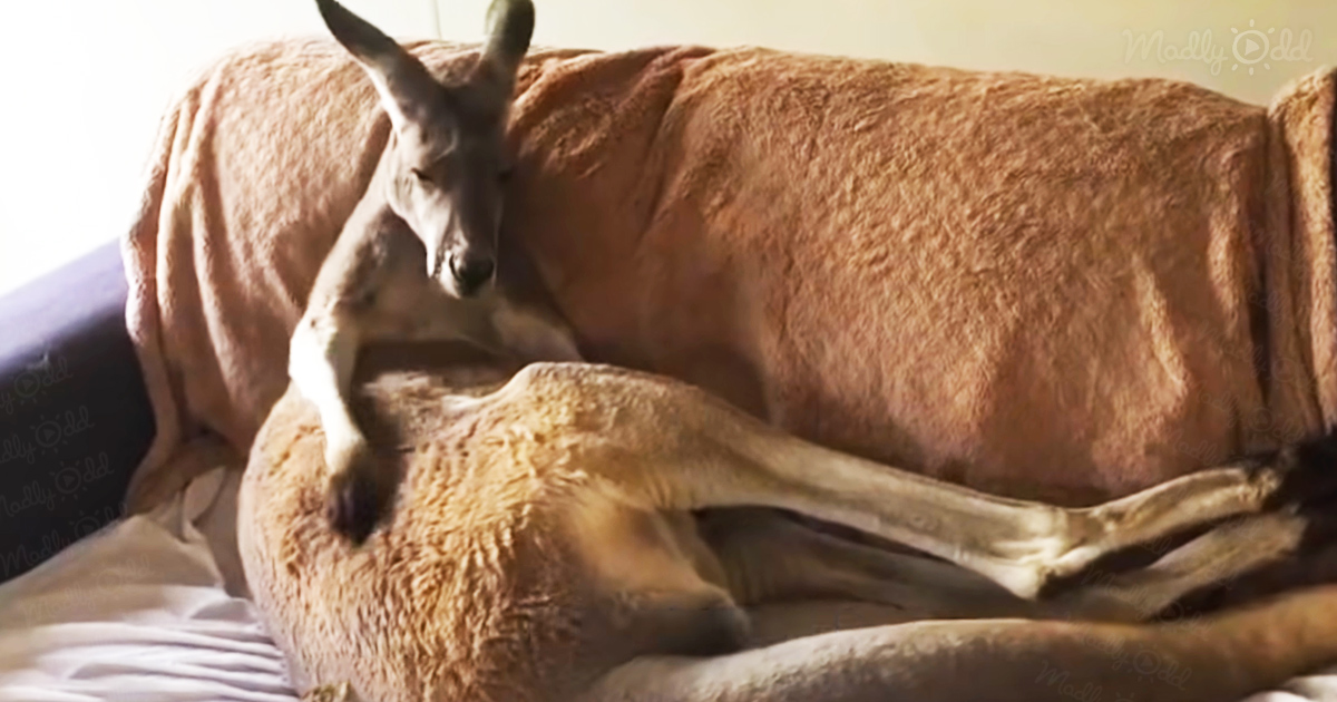 Adorable Rescued kangaroo has his own special place on a couch
