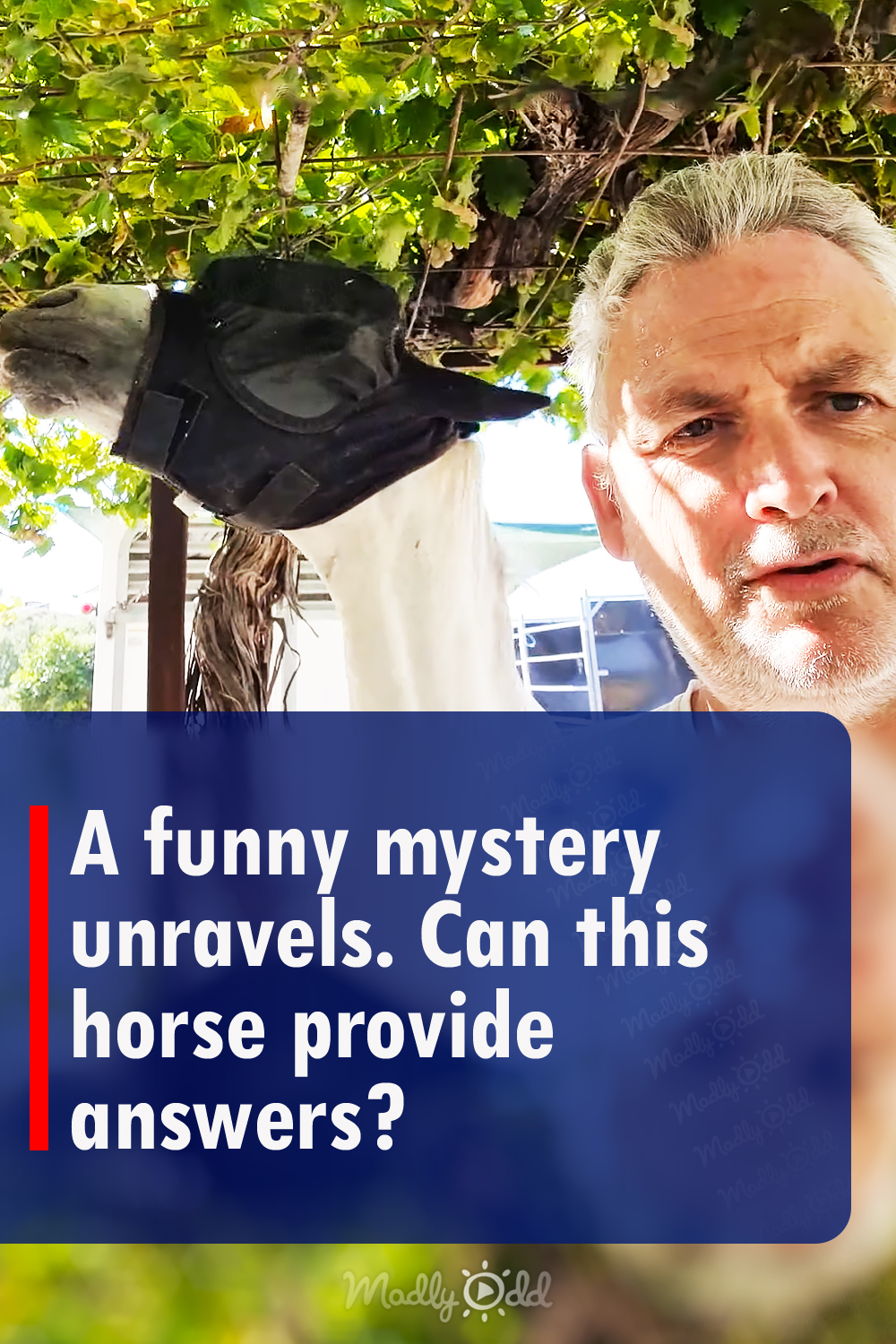 A funny mystery unravels. Can this horse provide answers?