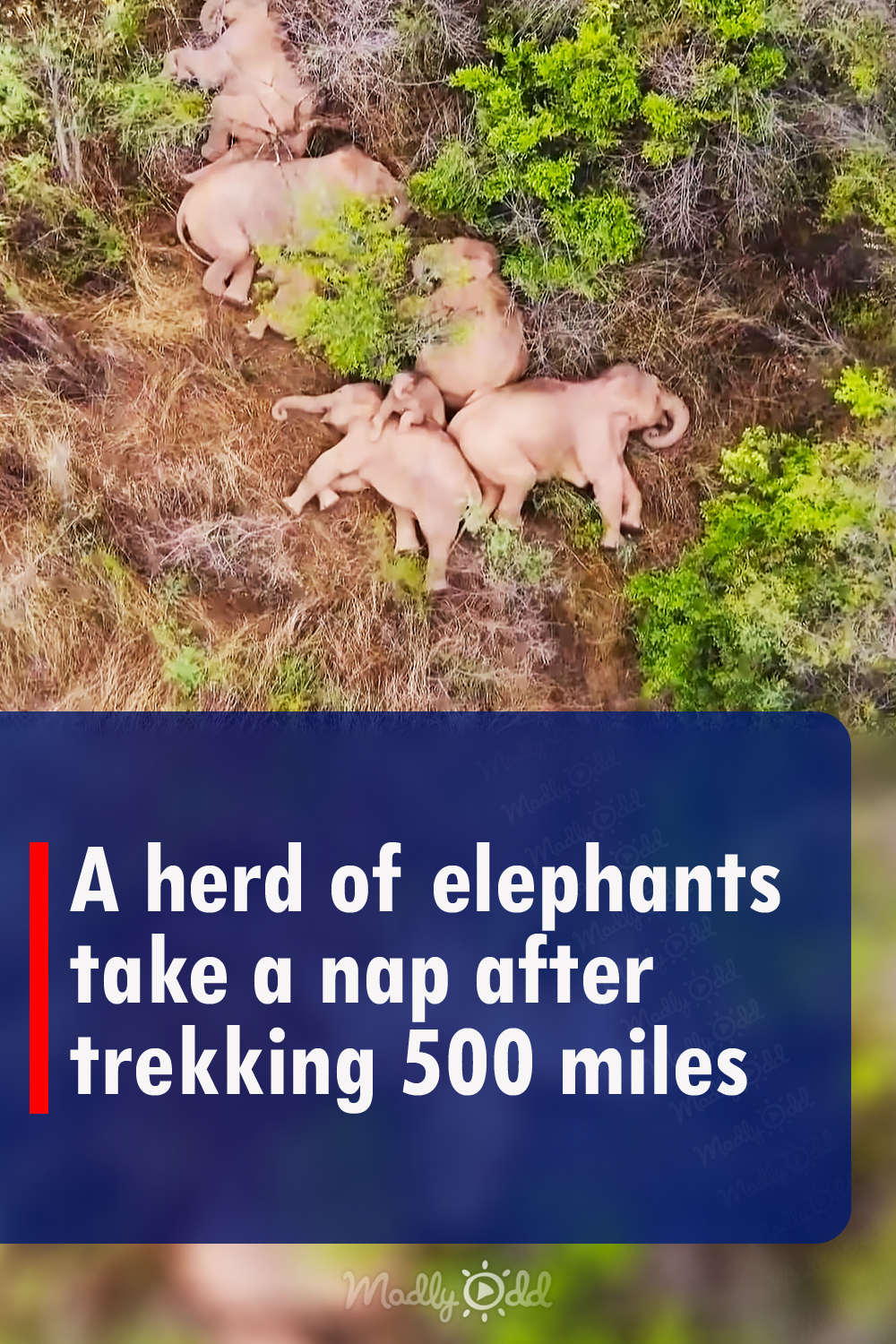 A herd of elephants take a nap after trekking 500 miles