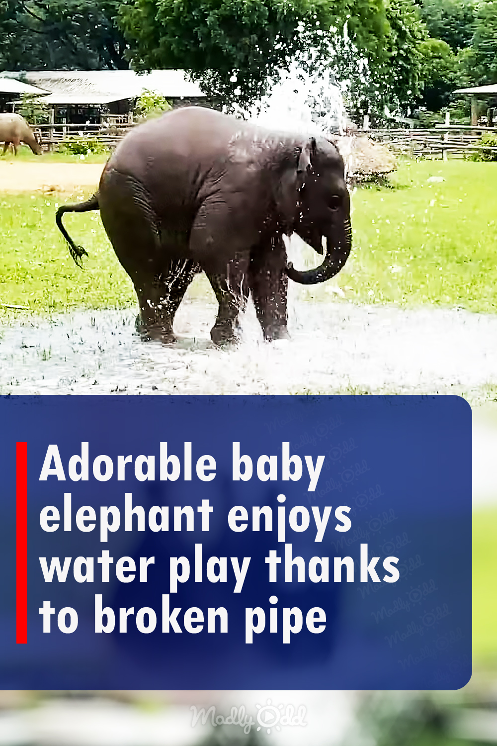 Adorable baby elephant enjoys water play thanks to broken pipe