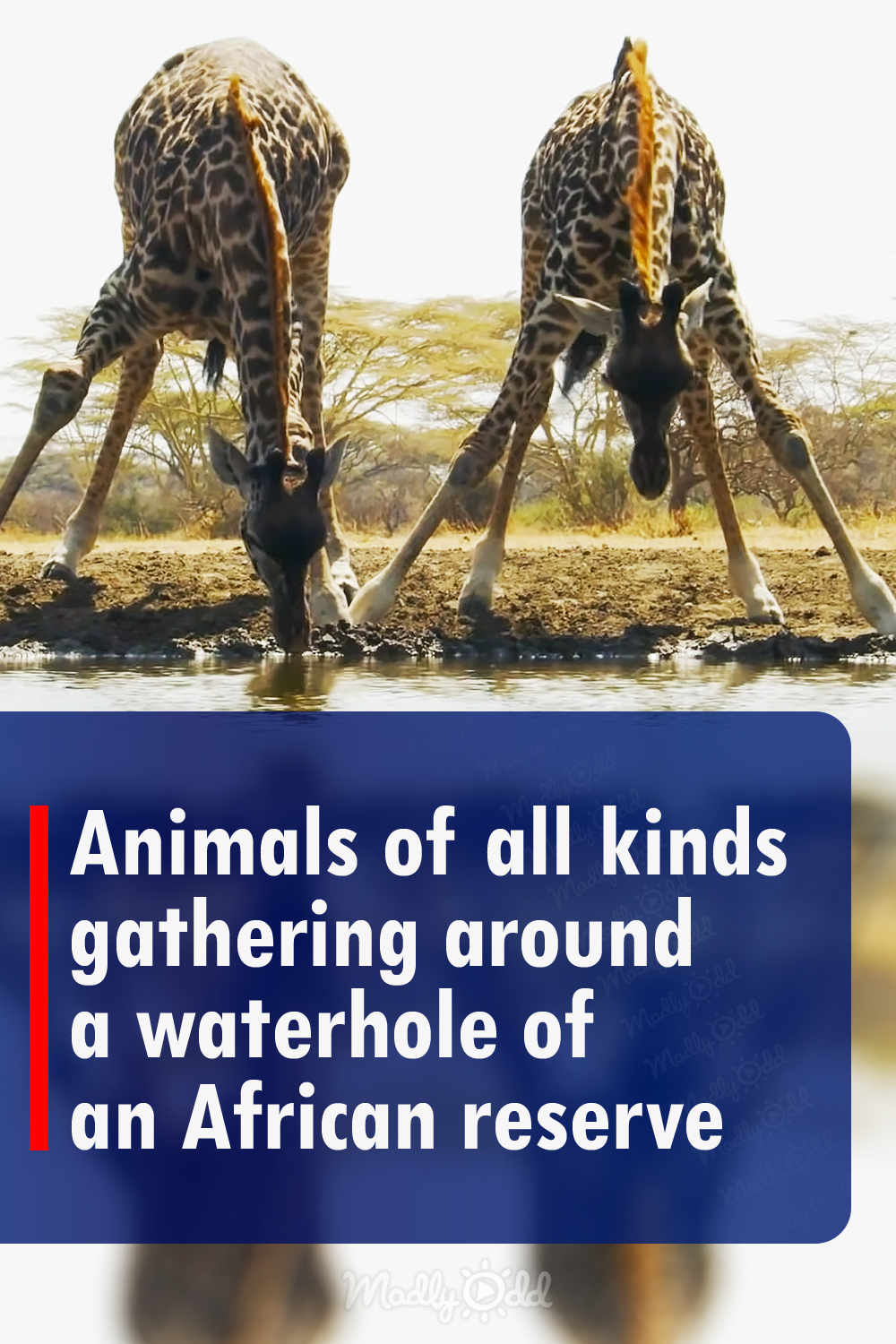 Animals of all kinds gathering around a waterhole of an African reserve