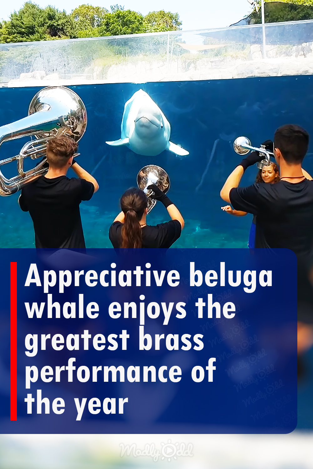 Appreciative beluga whale enjoys the greatest brass performance of the year