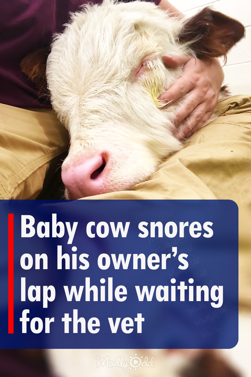 Baby cow snores on his owner’s lap while waiting for the vet