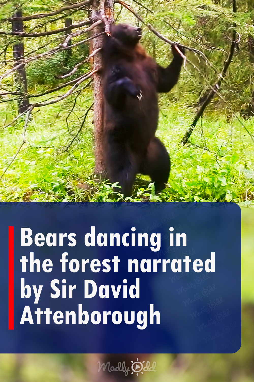 Bears dancing in the forest narrated by Sir David Attenborough