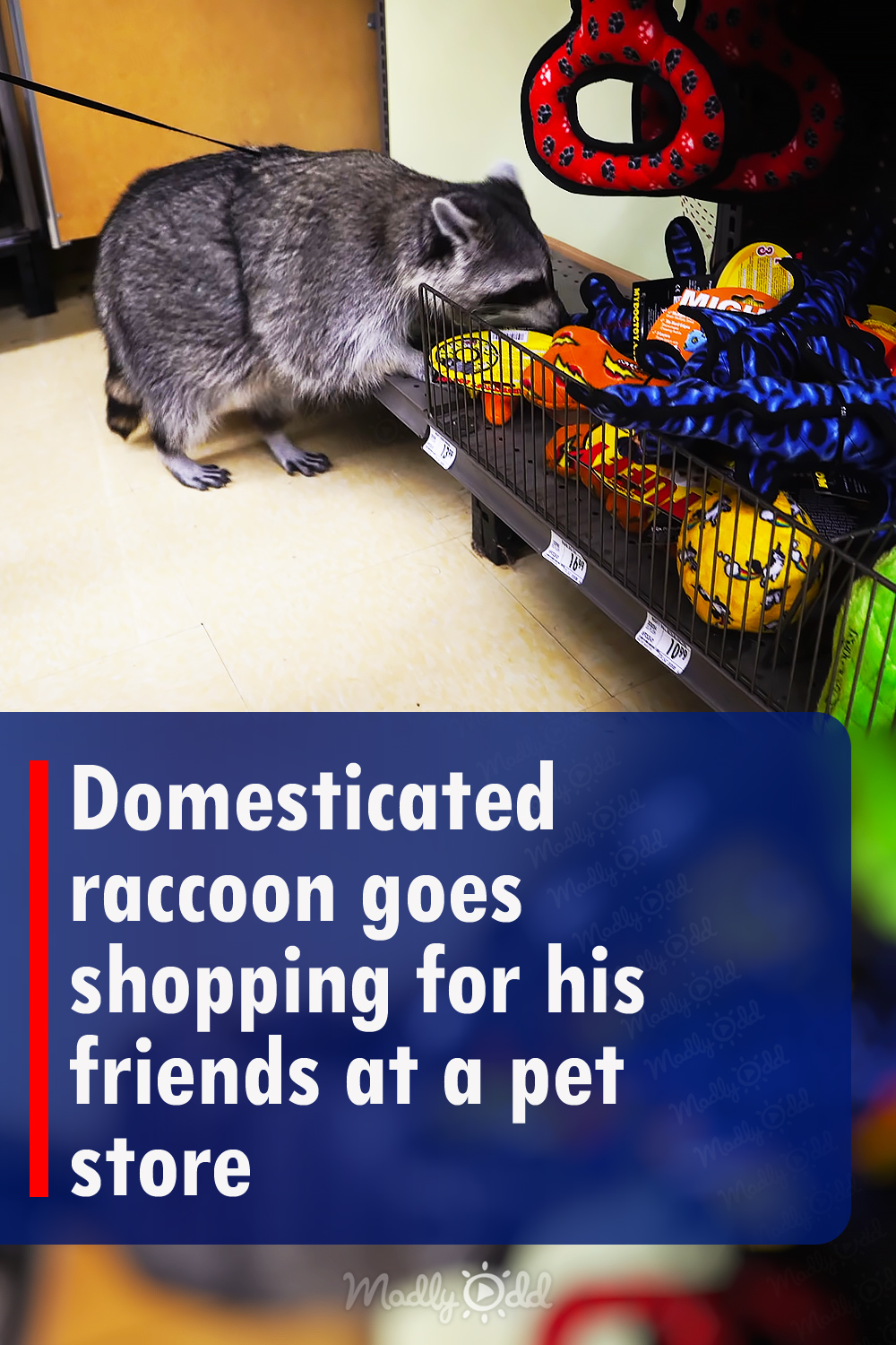 Domesticated raccoon goes shopping for his friends at a pet store