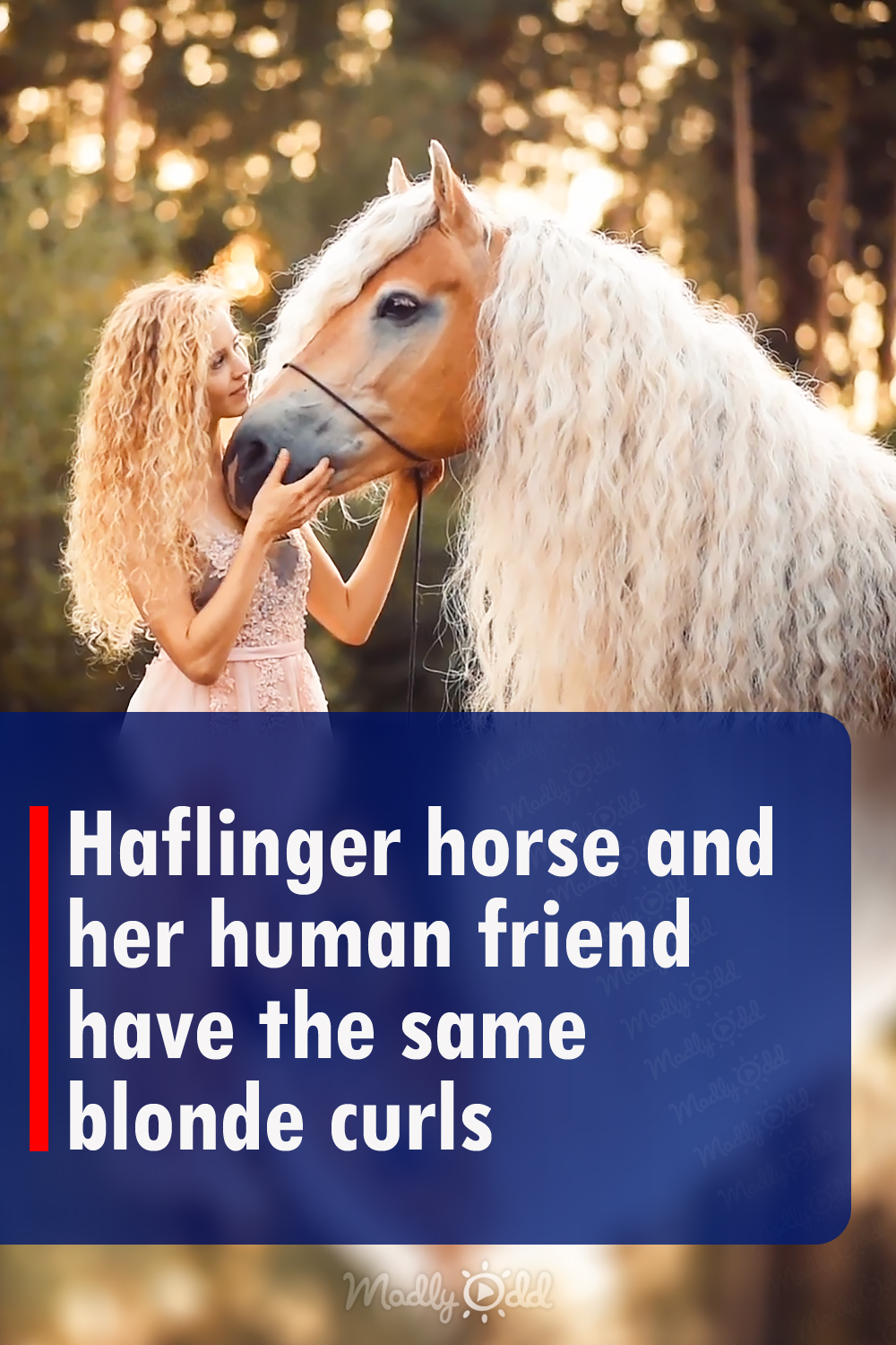 Haflinger horse and her human friend have the same blonde curls