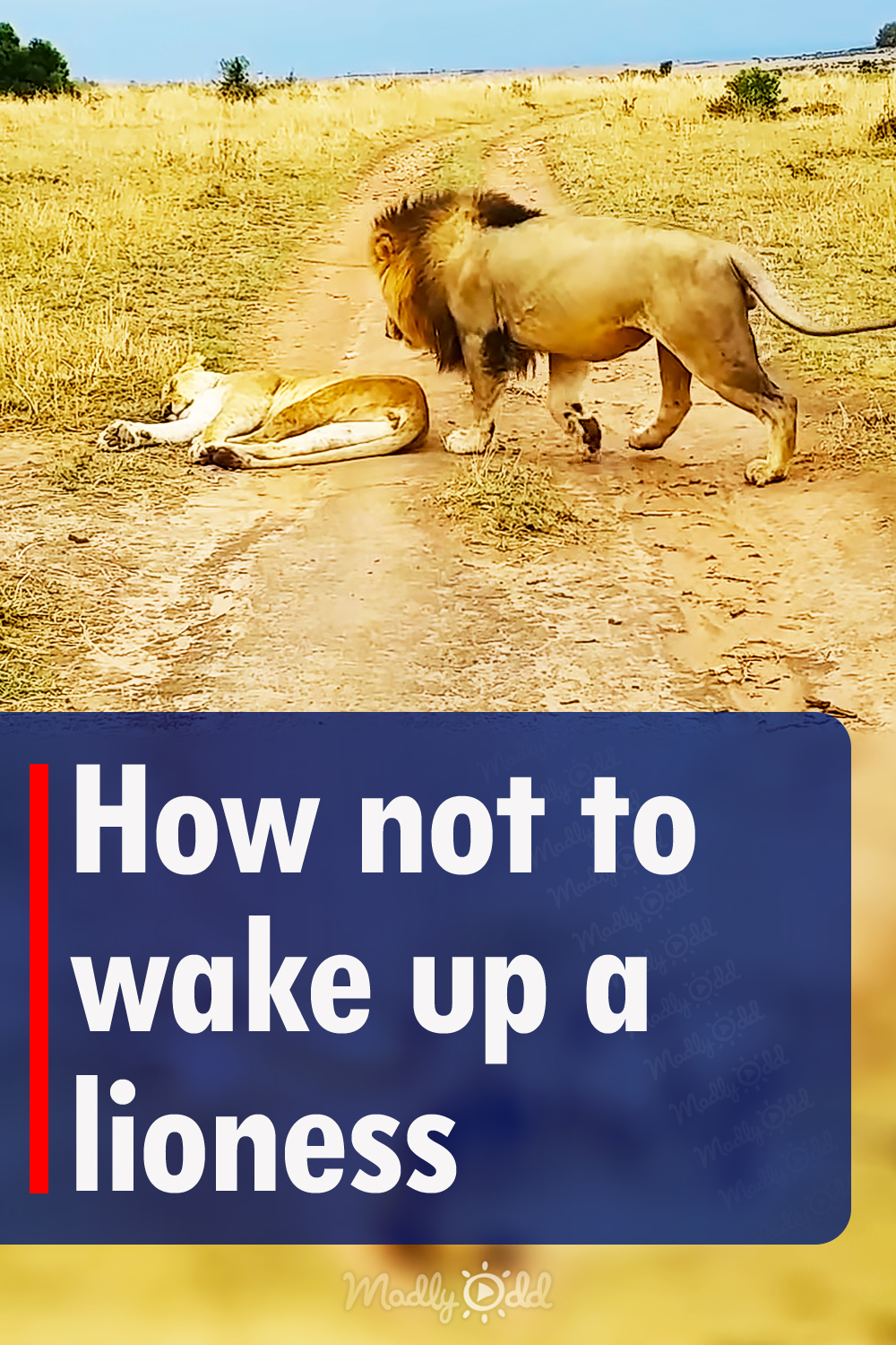 How not to wake up a lioness