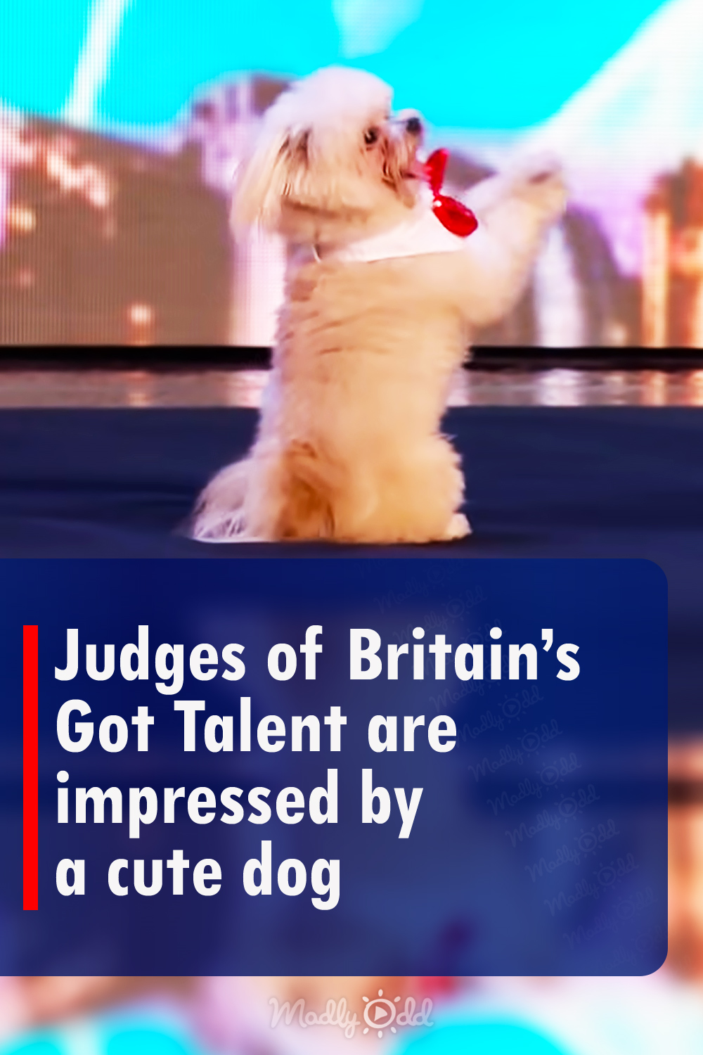 Judges of Britain’s Got Talent are impressed by a cute dog
