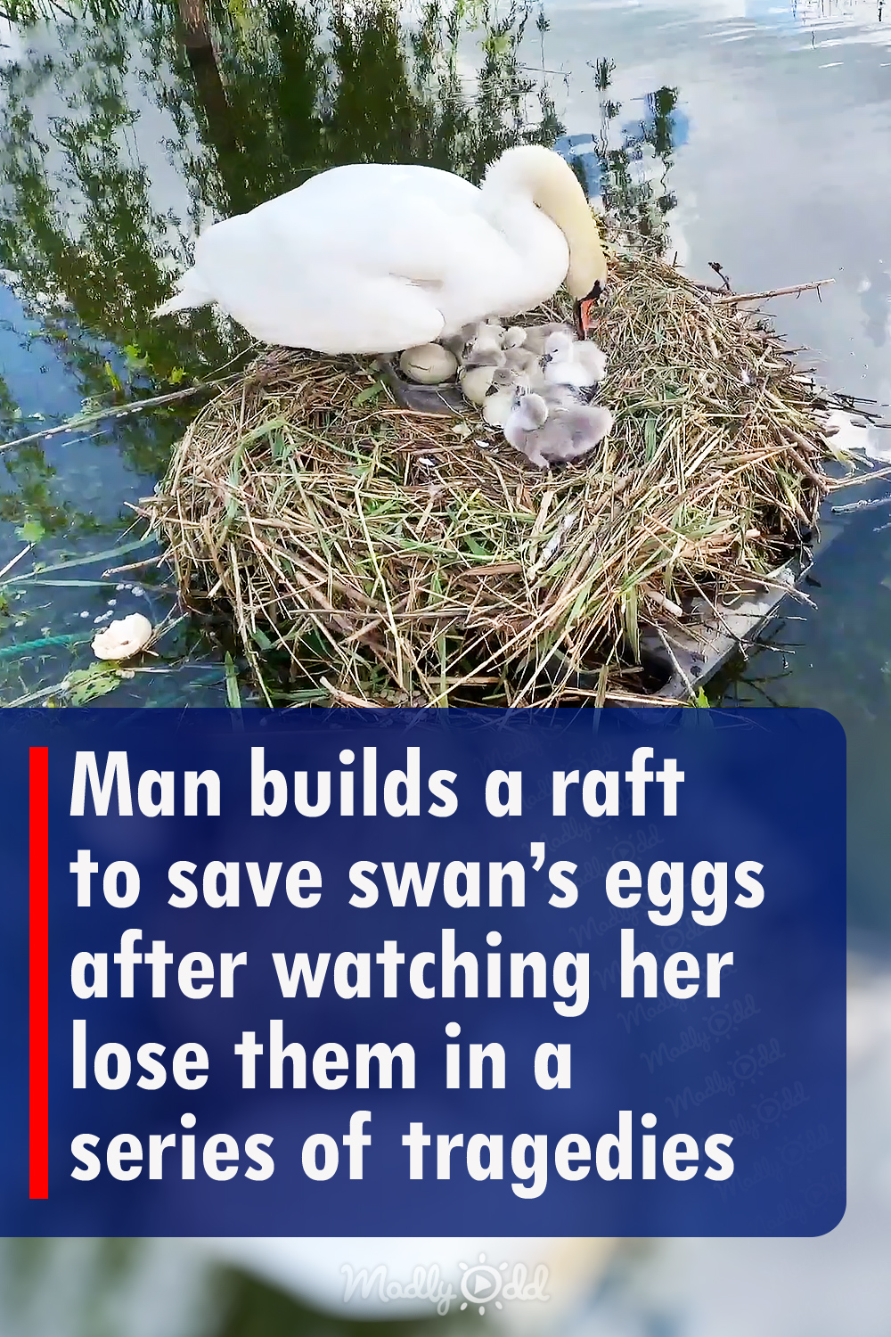 Man builds a raft to save swan’s eggs after watching her lose them in a series of tragedies