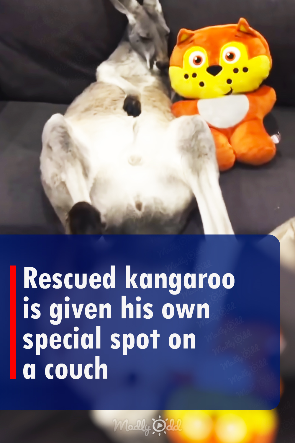Rescued kangaroo is given his own special spot on a couch
