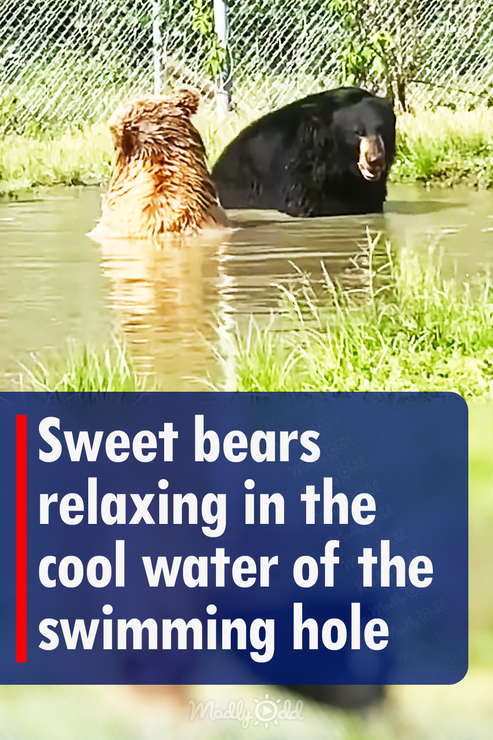 Sweet bears relaxing in the cool water of the swimming hole