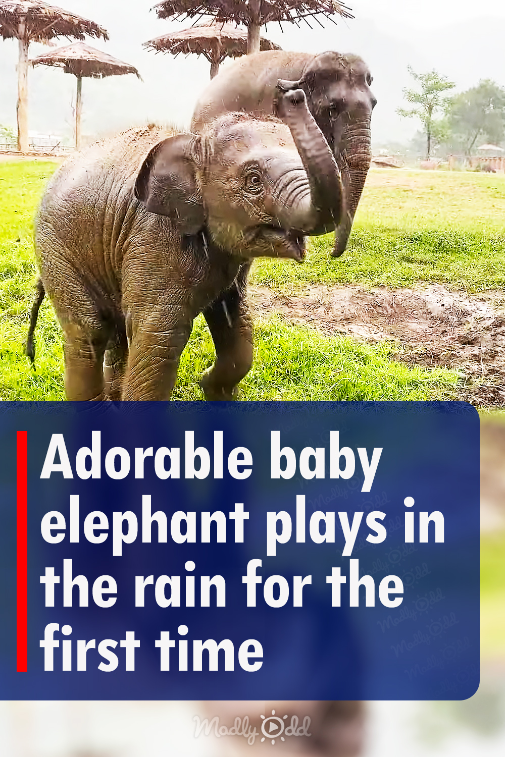 Adorable baby elephant plays in the rain for the first time