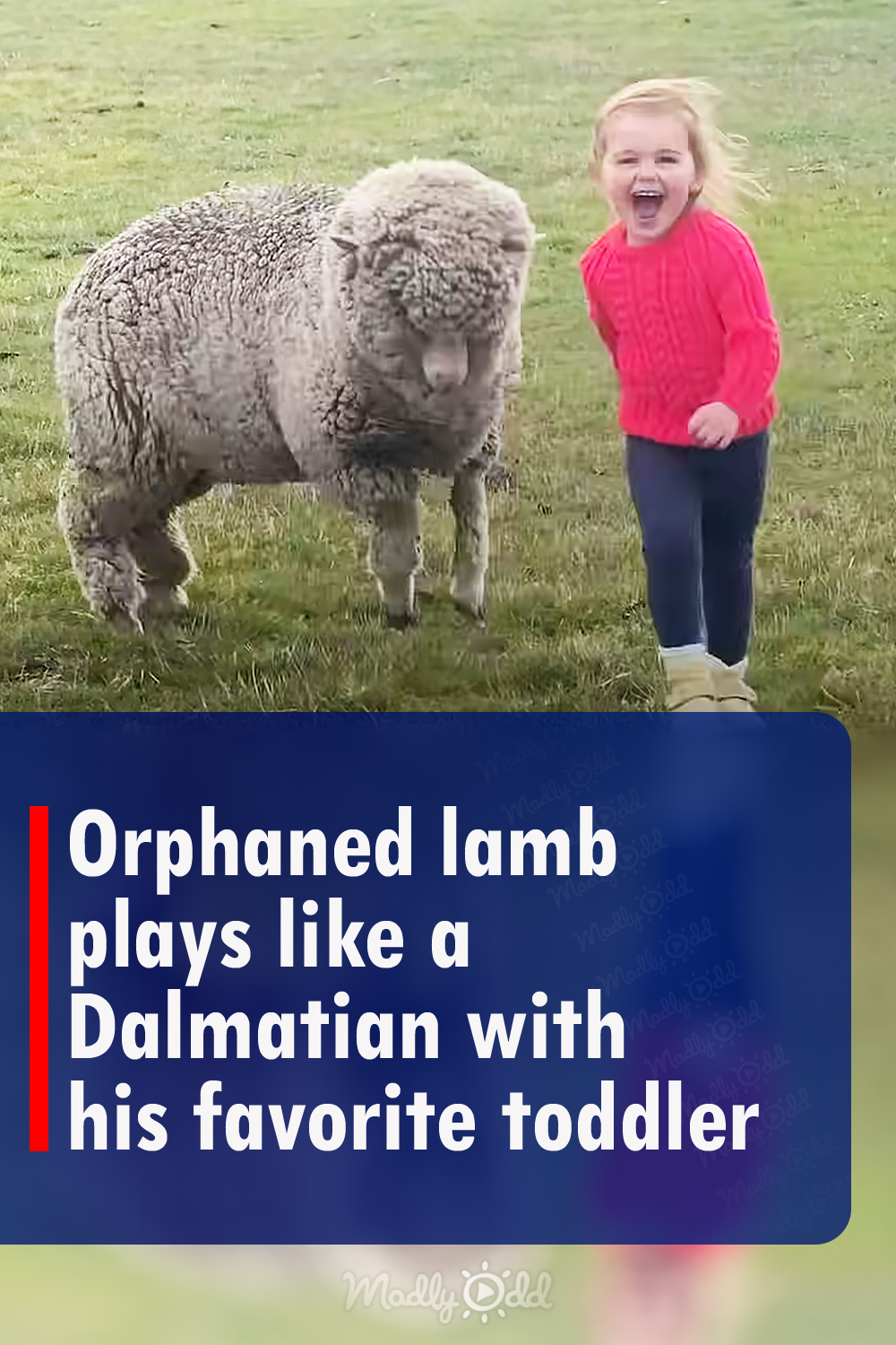 Orphaned lamb plays like a Dog with his favorite toddler