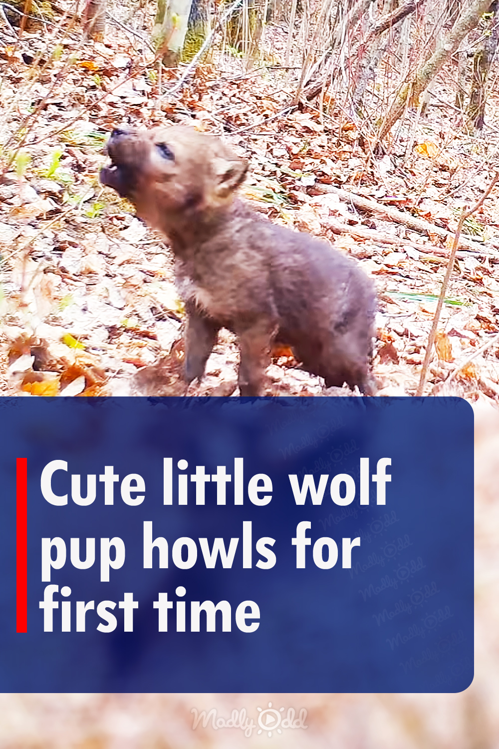Cute little wolf pup howls for first time