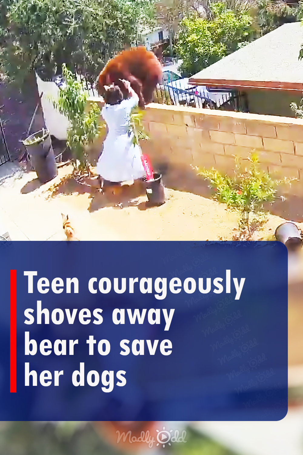 Teen courageously shoves away bear to save her dogs