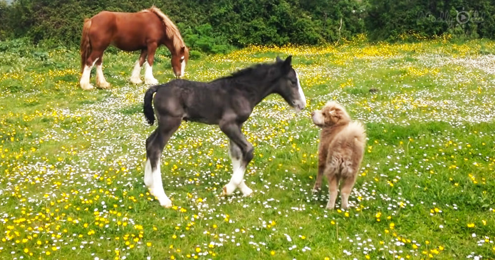 Foal befriends a Shar-Pei