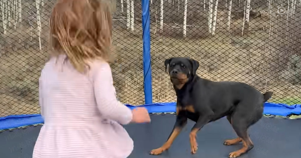 3-year-old toddler and dog playing on the trampoline