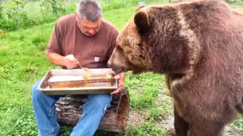 Syrian brown bear eating honey