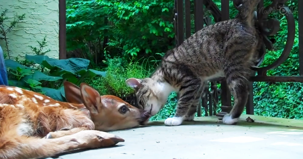 A lost fawn and kitten