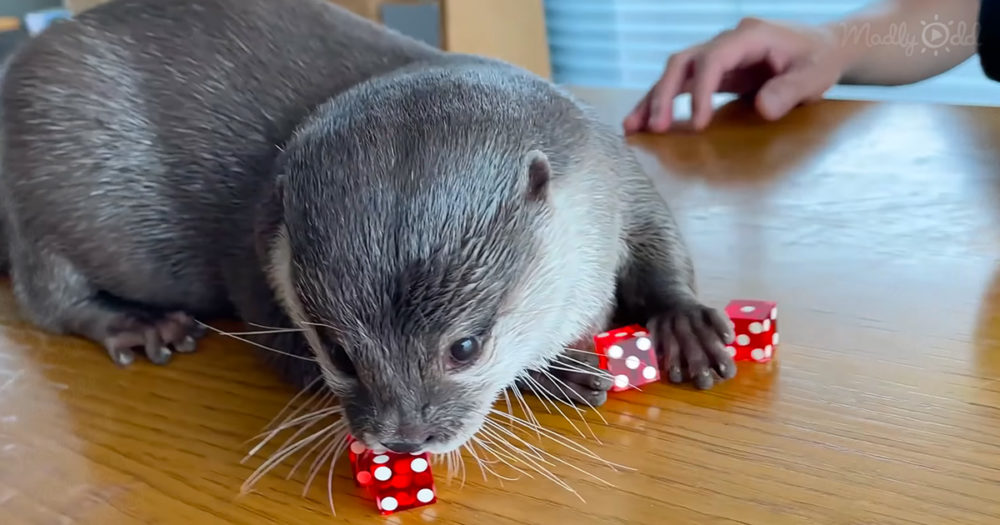 otter rolls the dice