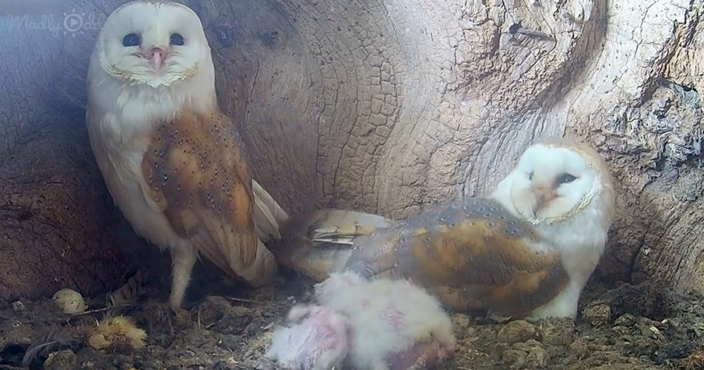 barn owl dad and mom protecting his chicks