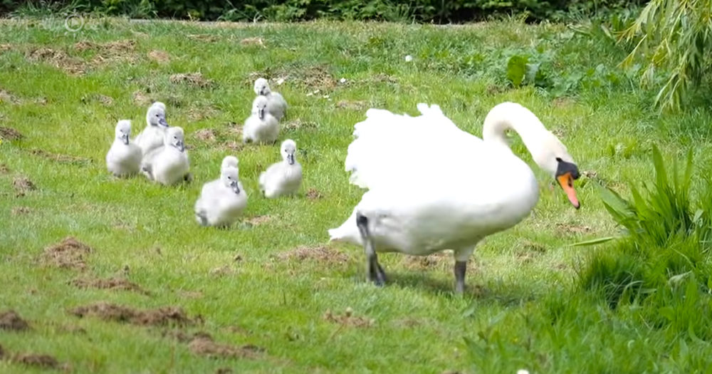 swan parents with their 10 baby swans