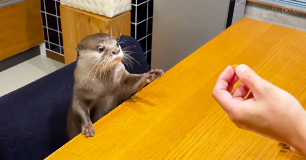 Otters have the funniest reaction
