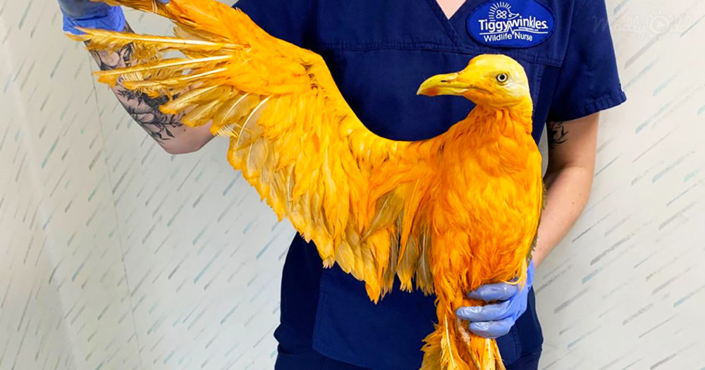 Rescuers find ‘exotic’ orange bird
