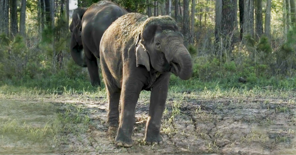 Retired circus elephants at White Oak Conservation
