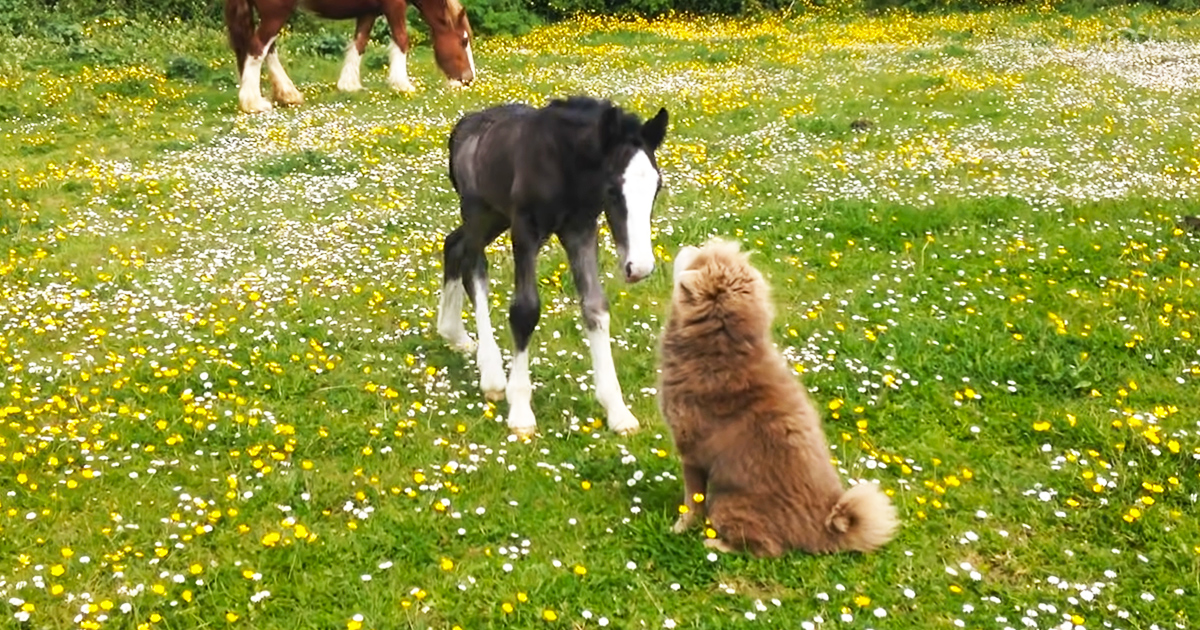 Foal befriends a Shar-Pei