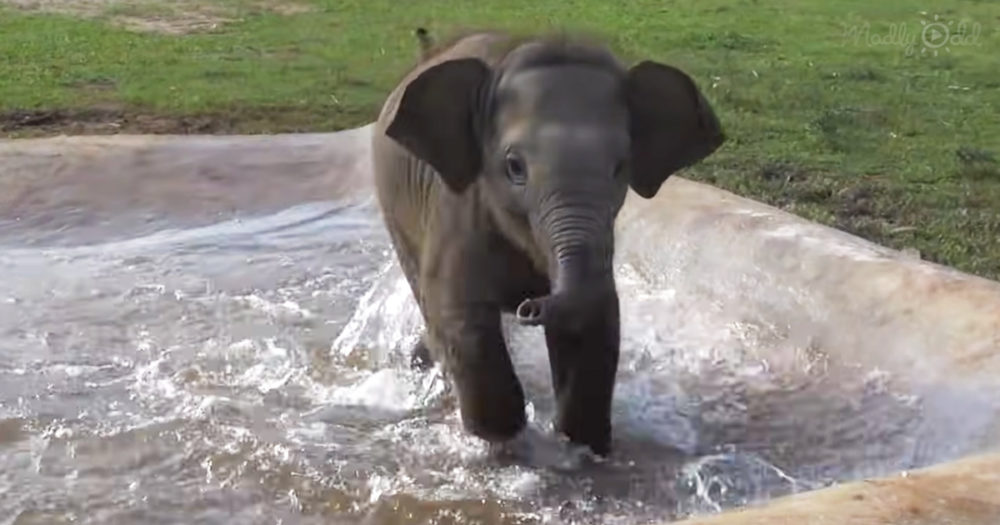 Adorable baby elephant playing around the nature park