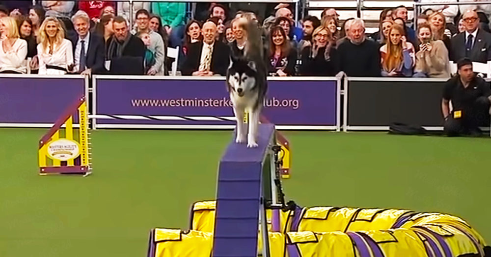 Border collie and husky in agility championship