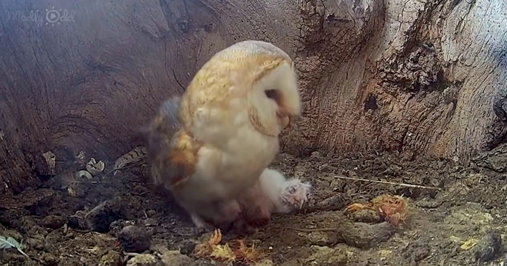 barn owl dad protecting his chicks