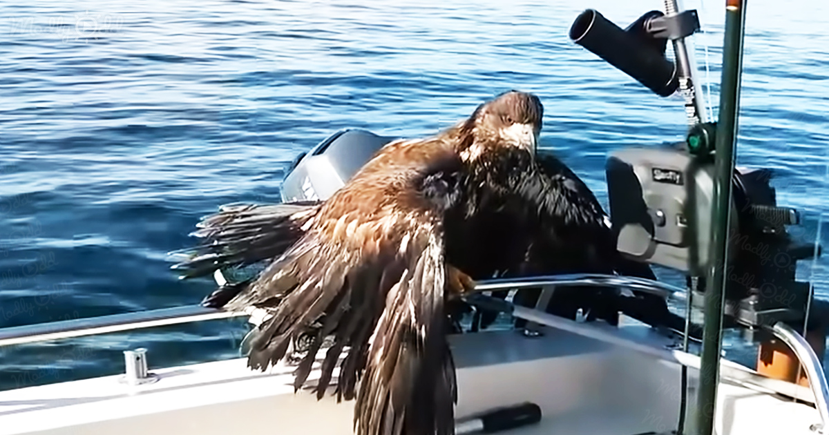 Fisherman spots a bald eagle swimming