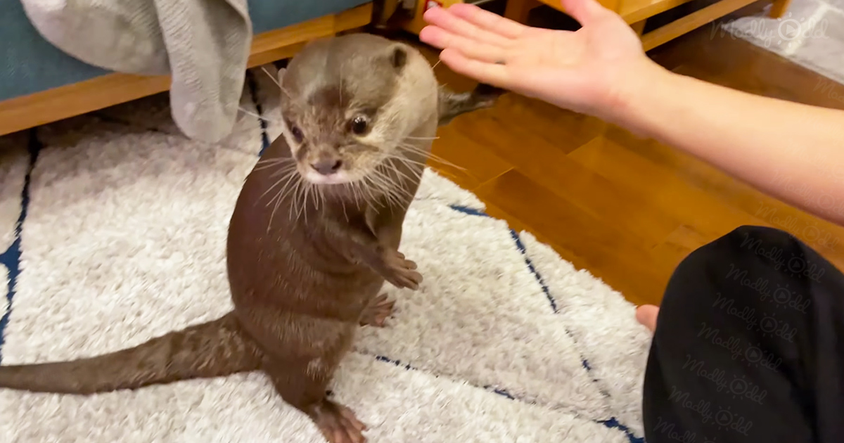 Otters have the funniest reaction