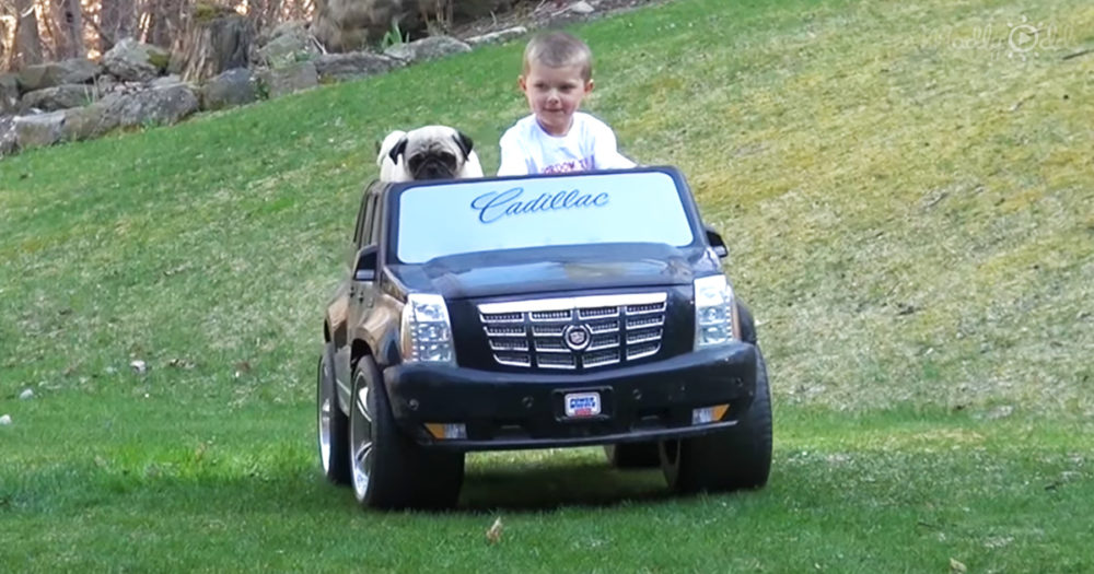Little boy and pug riding shotgun