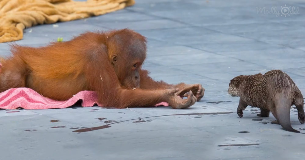 orangutans and otters