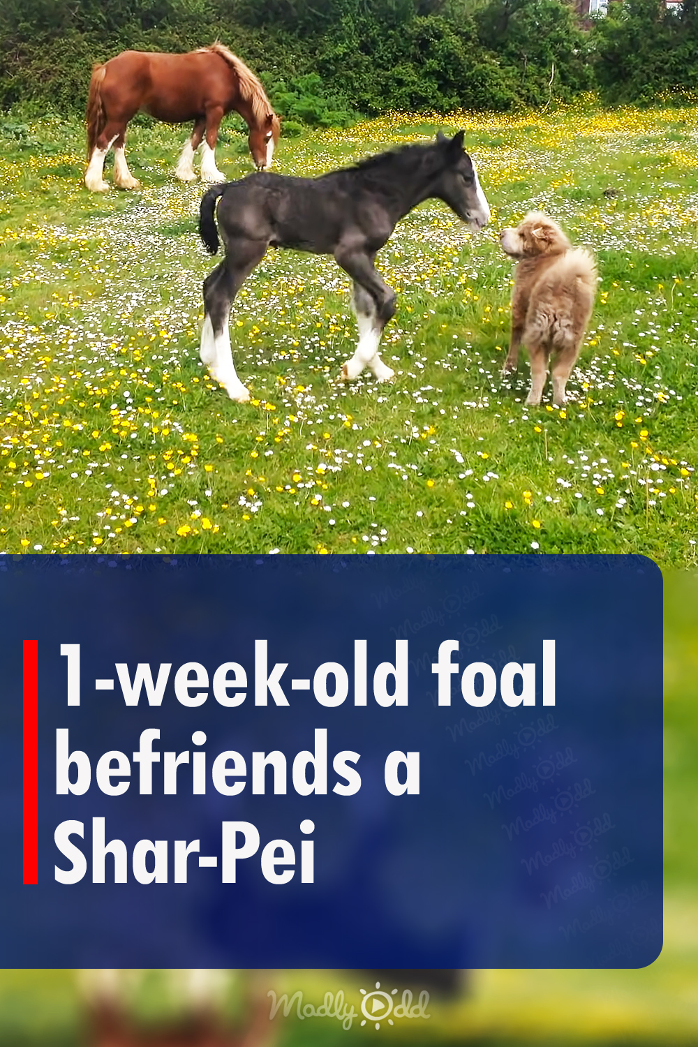 1-week-old foal befriends a Shar-Pei