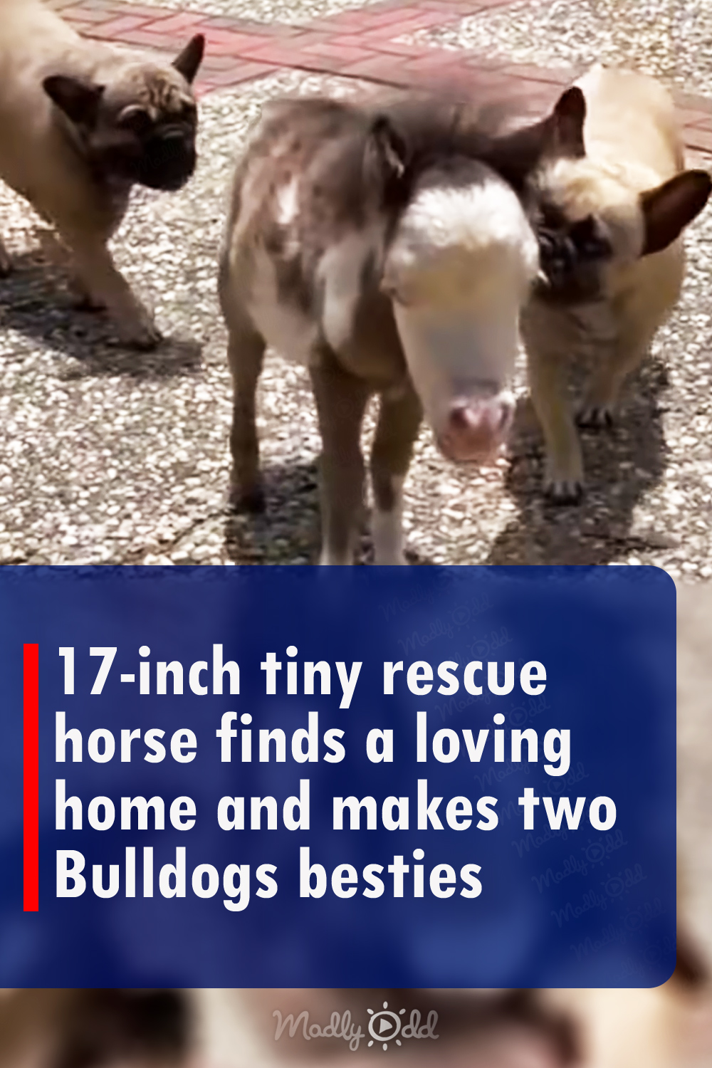 17-inch tiny rescue horse finds a loving home and makes two Bulldogs besties
