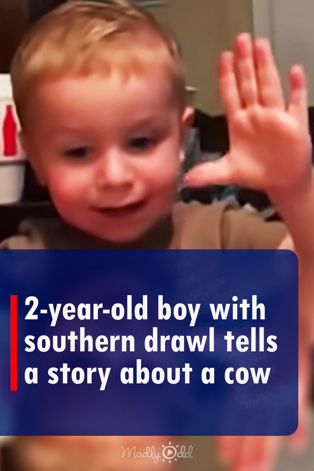 2-year-old boy with southern drawl tells a story about a cow