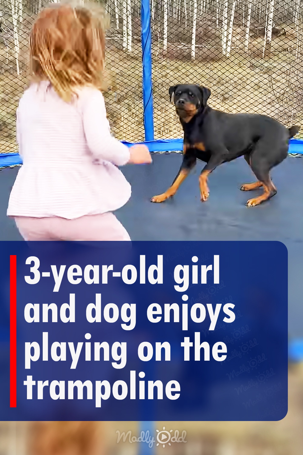 3-year-old girl and dog playing on the trampoline