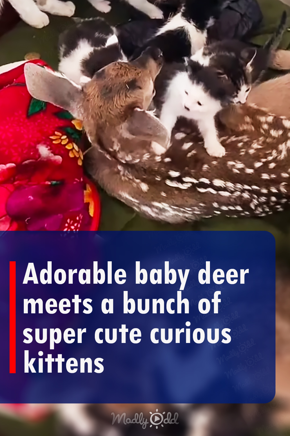Adorable baby deer meets a bunch of super cute curious kittens