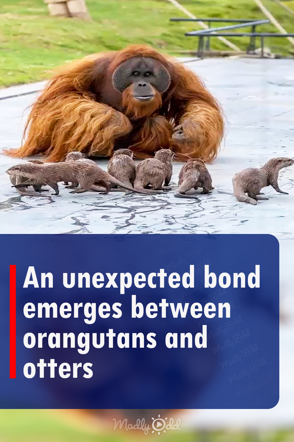 An unexpected bond emerges between orangutans and otters