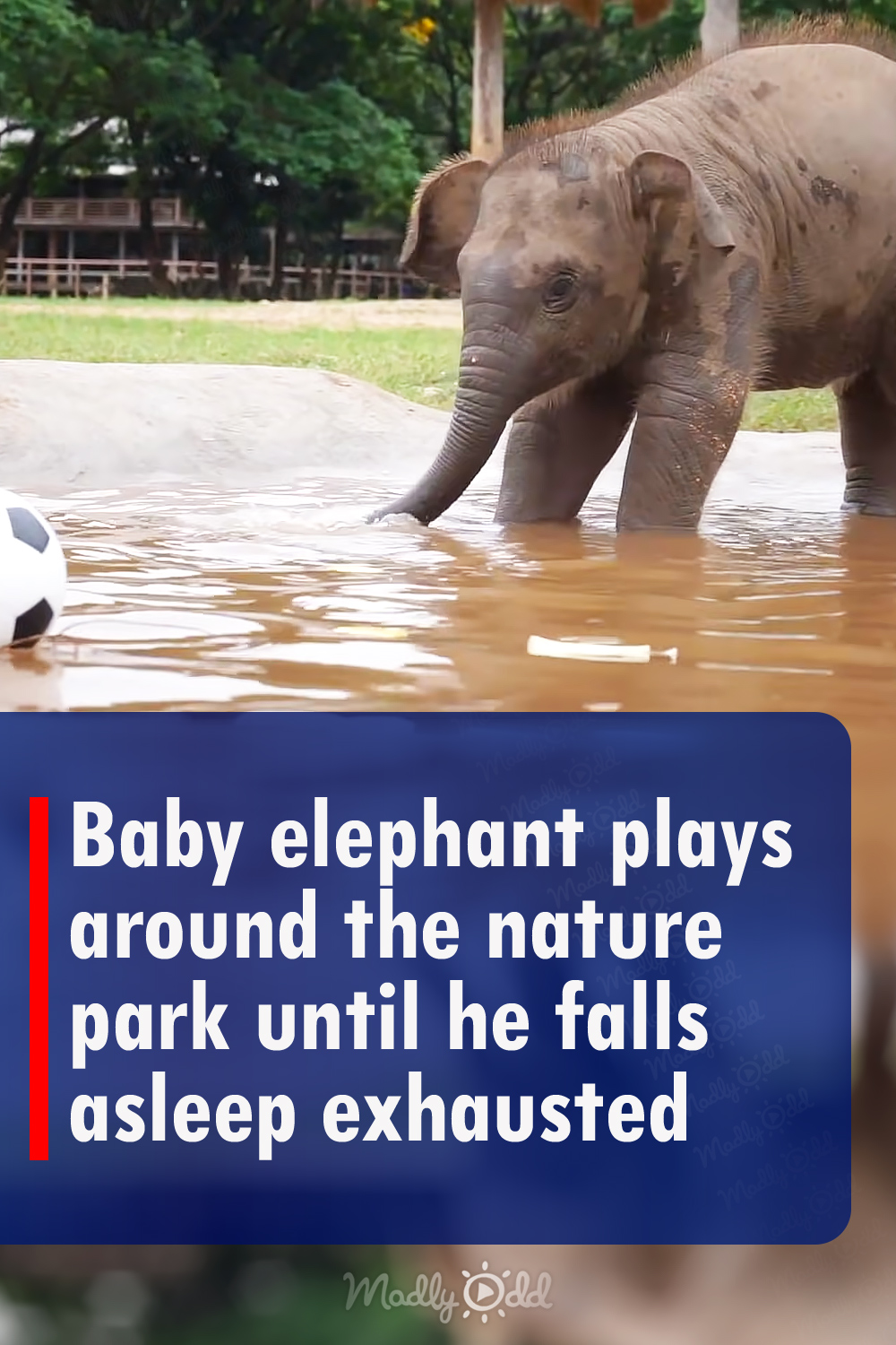 Baby elephant plays around the nature park until he falls asleep exhausted