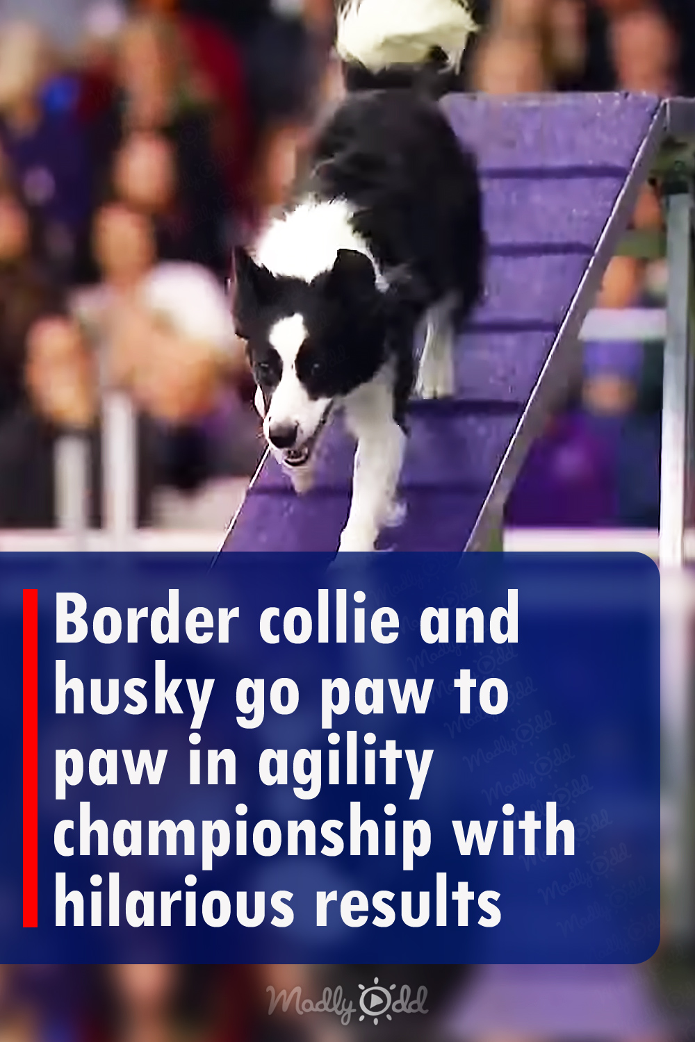 Border collie and husky go paw to paw in agility championship with hilarious results