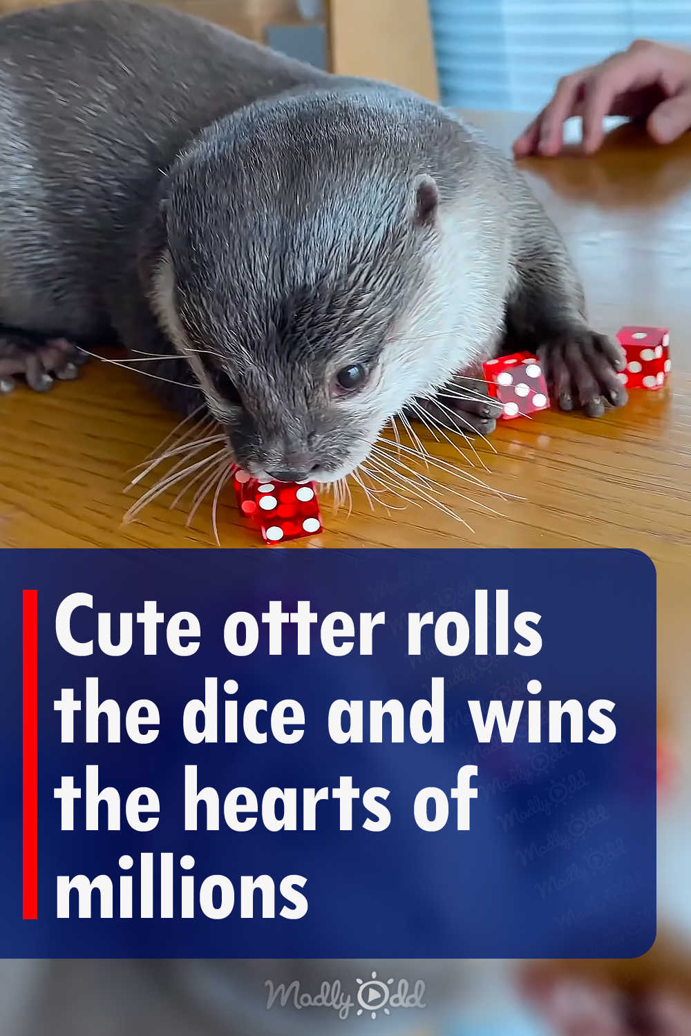 Cute otter rolls the dice and wins the hearts of millions