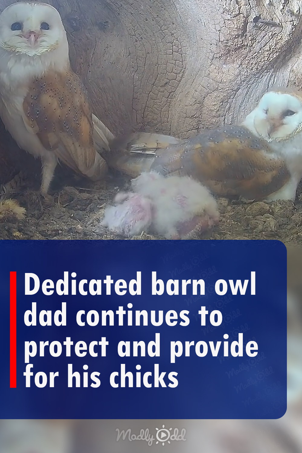 Dedicated barn owl dad continues to protect and provide for his chicks
