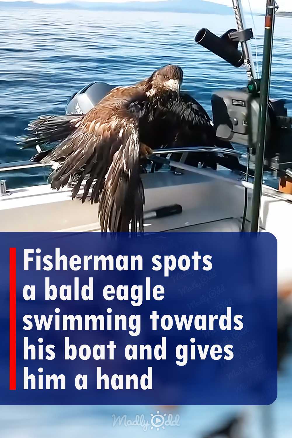 Fisherman spots a bald eagle swimming towards his boat and gives him a hand