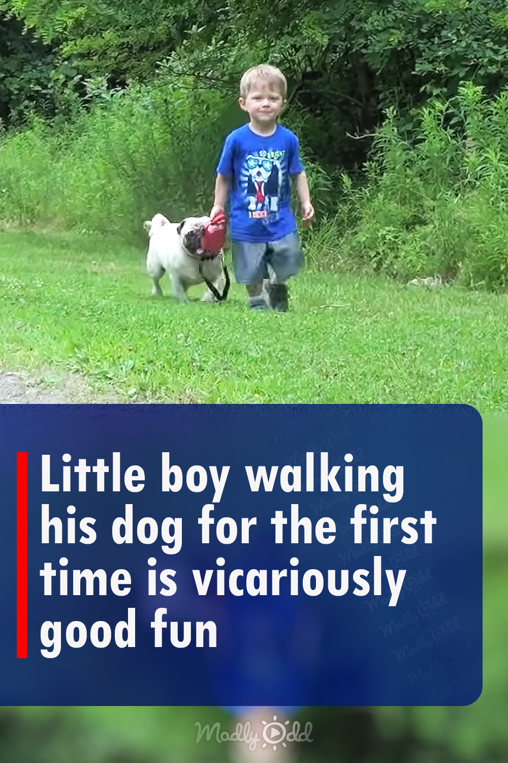 Little boy walking his dog for the first time is vicariously good fun