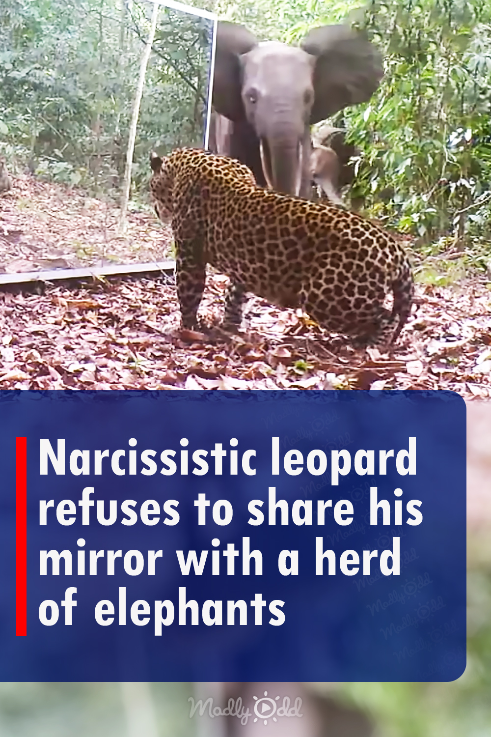 Narcissistic leopard refuses to share his mirror with a herd of elephants
